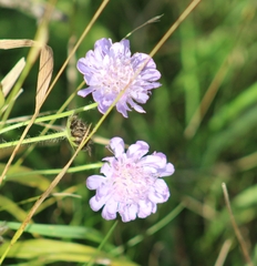 Knautia arvensis