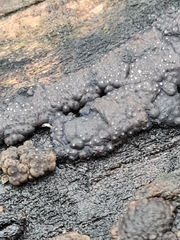 Jackrogersella multiformis