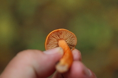 Lactarius aurantiacus
