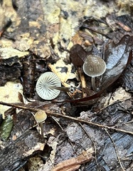 Mycena subcaerulea