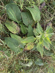 Symphytum × uplandicum