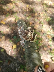 Trametes conchifer