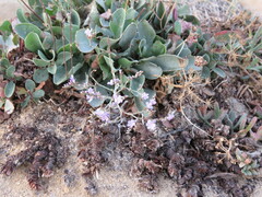 Limonium rigualii