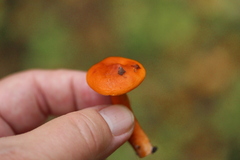 Lactarius aurantiacus
