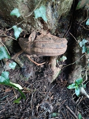 Ganoderma brownii