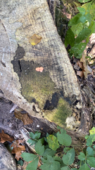 Tubifera ferruginosa