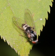 Polyporivora picta