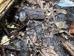 Mycena subcaerulea