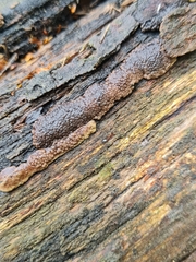 Jackrogersella multiformis