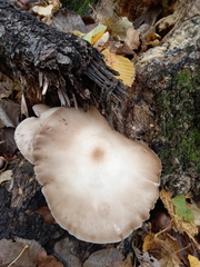 Pluteus cervinus