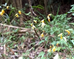 Melasphaerula graminea