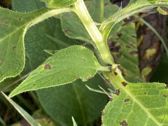 Symphytum × uplandicum