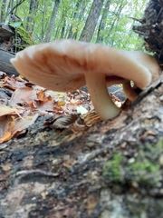 Pluteus cervinus