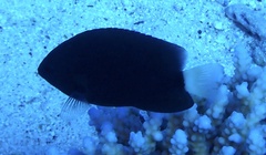 Pomacentrus albicaudatus