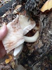 Pluteus cervinus