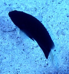Pomacentrus albicaudatus