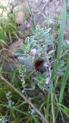 Podalyria sericea