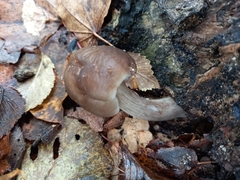 Pluteus cervinus