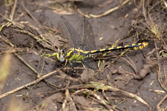Ophiogomphus occidentis