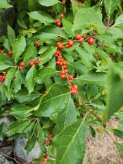 Ilex verticillata