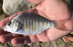 Amphistichus argenteus