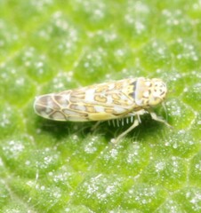 Eupteryx
