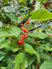 Ilex verticillata