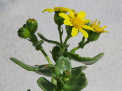 Senecio maritimus