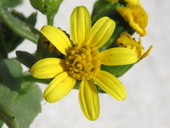Senecio maritimus