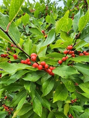 Ilex verticillata