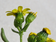 Senecio maritimus