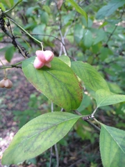 Euonymus atropurpureus