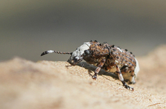 Platystomos albinus