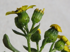 Senecio maritimus