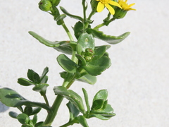 Senecio maritimus