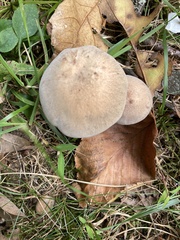 Laccaria ochropurpurea