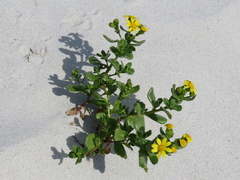Senecio maritimus