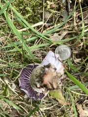 Laccaria ochropurpurea