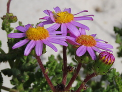 Senecio elegans
