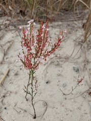 Polygonella articulata