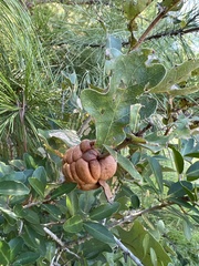 Disholcaspis spongiosa