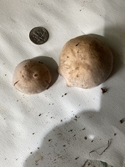 Laccaria ochropurpurea