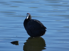 Fulica cristata