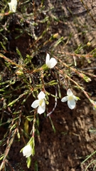 Lachnaea