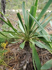 Yucca filamentosa