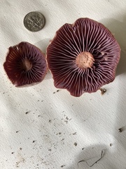 Laccaria ochropurpurea
