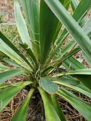 Yucca filamentosa