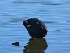 Fulica cristata