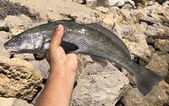Menticirrhus undulatus