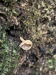 Helvella macropus